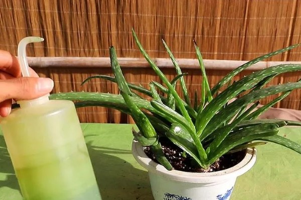 芦荟怎么栽培，通常5-10天浇一次