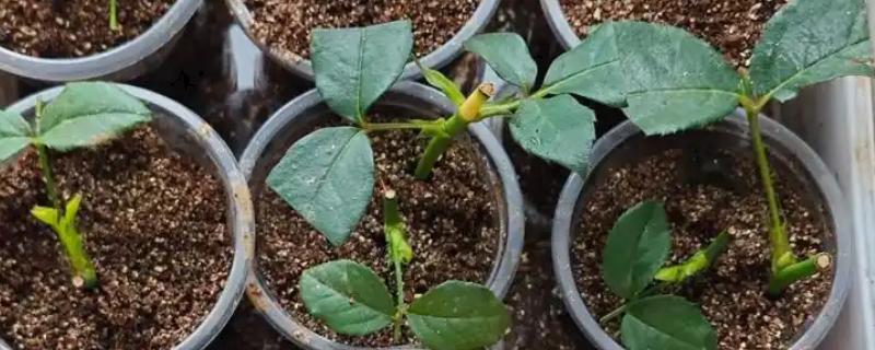 月季的扦插方法，枝条上面要保留一些芽点和叶片