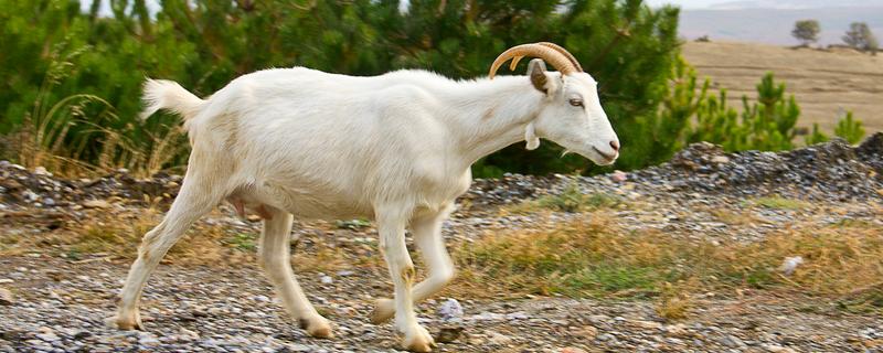 山羊为什么不吃草，常见瘤胃积食、前胃迟缓等原因