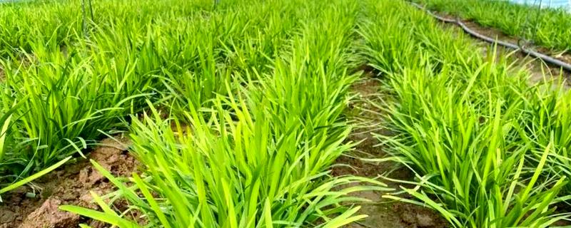 韭菜种子的播前准备，播种前将土壤进行高温消毒处理