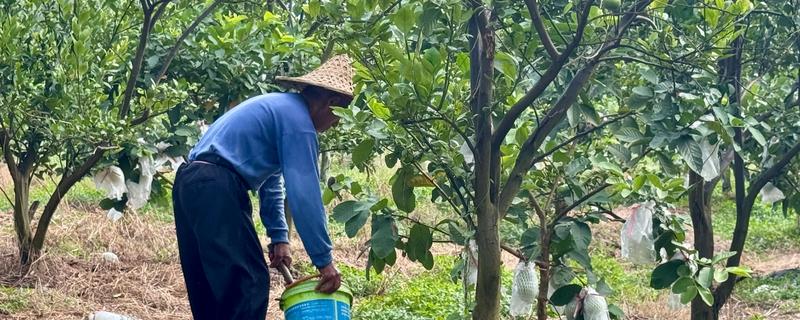 柠檬结果树如何施肥，以重施深施秋肥和采果肥为主