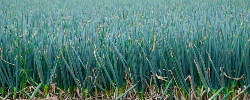 大葱的育苗时间和品种选择，春季于3-4月份播种育苗