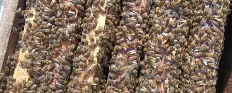 意蜂适合单王还是双王，二者各有优缺点