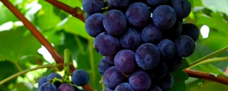 葡萄和提子的区别，外形和口感均不同