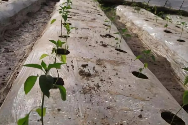 辣椒定植后为什么缓苗不良，定植过深、施肥不当都是常见原因