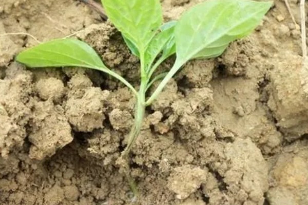 辣椒定植后为什么缓苗不良，定植过深、施肥不当都是常见原因