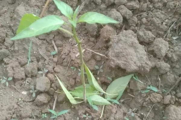 辣椒定植后为什么缓苗不良，定植过深、施肥不当都是常见原因