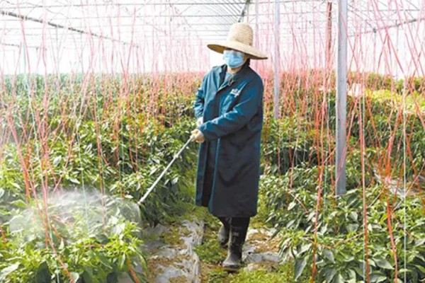 辣椒定植后为什么缓苗不良，定植过深、施肥不当都是常见原因