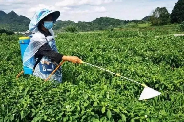 辣椒定植后为什么缓苗不良，定植过深、施肥不当都是常见原因