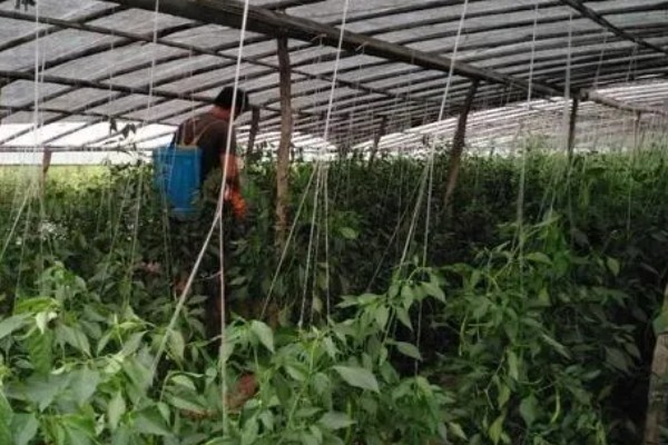 辣椒定植后为什么缓苗不良，定植过深、施肥不当都是常见原因