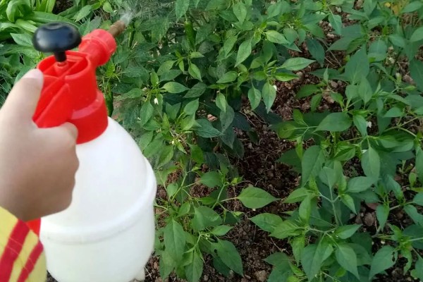 辣椒定植后为什么缓苗不良，定植过深、施肥不当都是常见原因