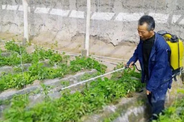 辣椒定植后为什么缓苗不良，定植过深、施肥不当都是常见原因