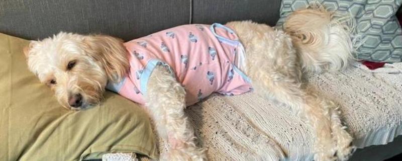 狗尿路感染可以自愈吗，可能是免疫系统减弱所致