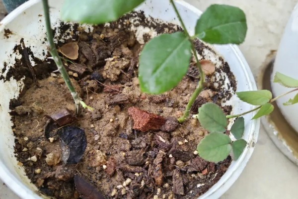 月季的扦插方法,枝条上面要保留一些芽点和叶片