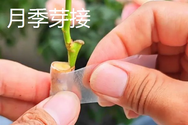 月季的扦插方法,枝条上面要保留一些芽点和叶片