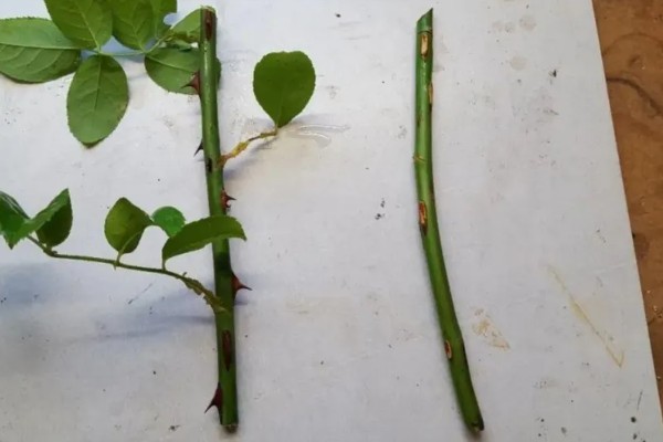 月季的扦插方法,枝条上面要保留一些芽点和叶片