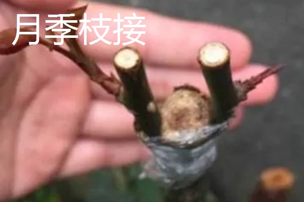 月季的扦插方法,枝条上面要保留一些芽点和叶片