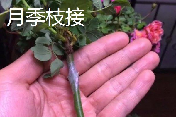 月季的扦插方法,枝条上面要保留一些芽点和叶片