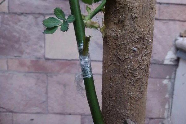 月季的扦插方法,枝条上面要保留一些芽点和叶片