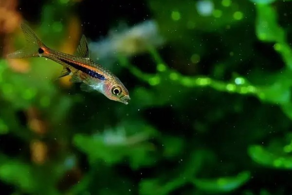 灯鱼是冷水鱼吗，不是冷水鱼而是一种热带鱼