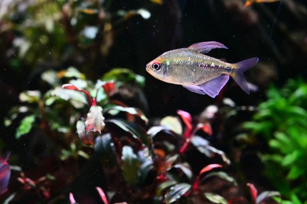 灯鱼是冷水鱼吗，不是冷水鱼而是一种热带鱼