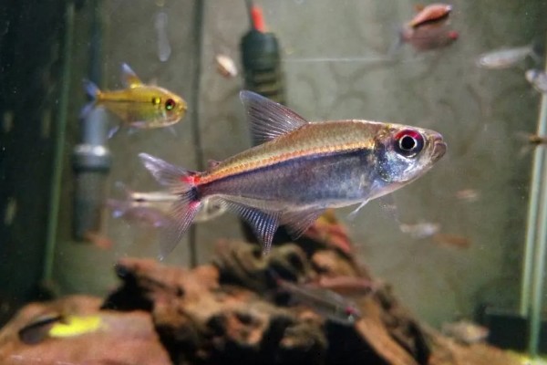 灯鱼是冷水鱼吗，不是冷水鱼而是一种热带鱼