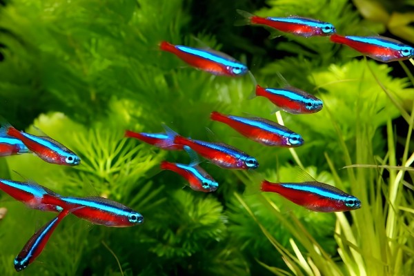 灯鱼是冷水鱼吗，不是冷水鱼而是一种热带鱼