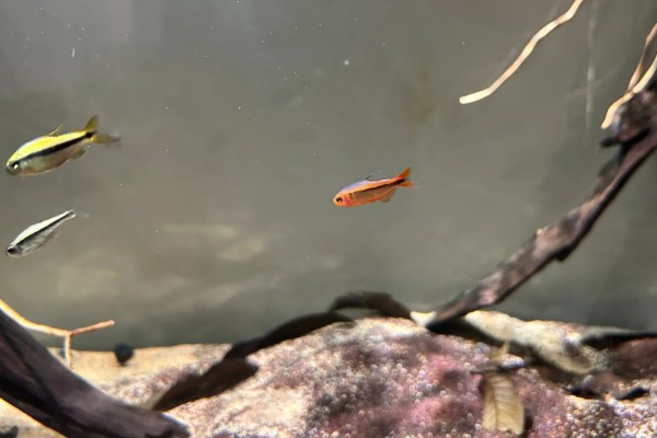 灯鱼是冷水鱼吗，不是冷水鱼而是一种热带鱼