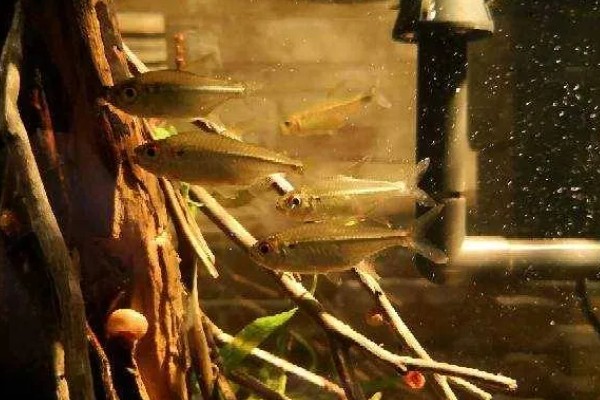 灯鱼是冷水鱼吗，不是冷水鱼而是一种热带鱼