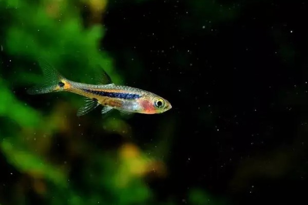 灯鱼是冷水鱼吗，不是冷水鱼而是一种热带鱼