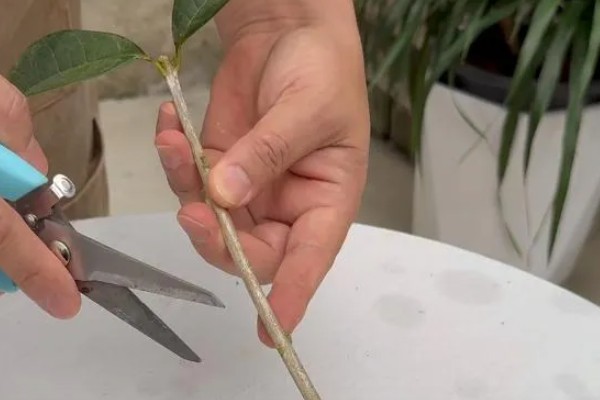 桂花枝的养殖方法，用生根水浸泡后再插入土壤中