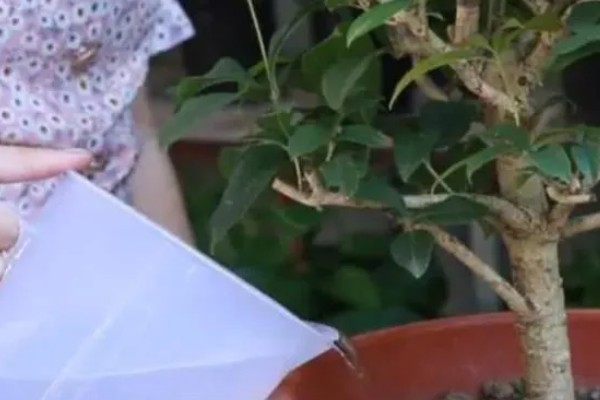 桂花枝的养殖方法，用生根水浸泡后再插入土壤中