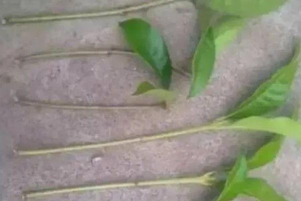 桂花枝的养殖方法，用生根水浸泡后再插入土壤中