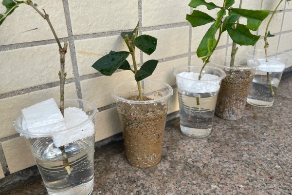 桂花枝的养殖方法，用生根水浸泡后再插入土壤中