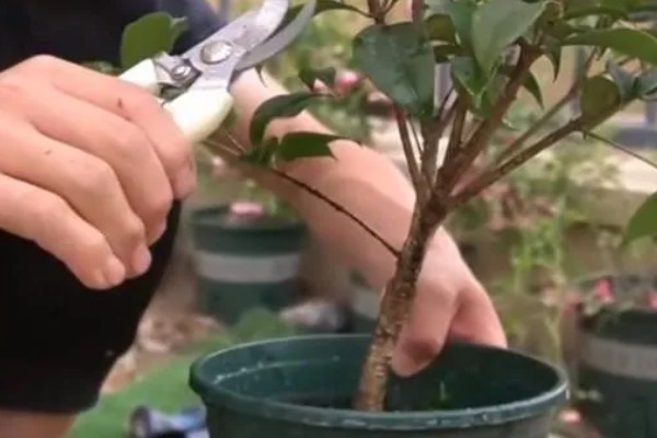 桂花枝的养殖方法，用生根水浸泡后再插入土壤中