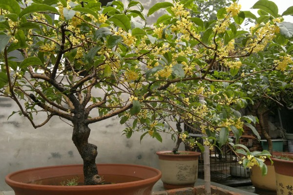 桂花枝的养殖方法，用生根水浸泡后再插入土壤中