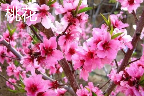 元宵节有哪些花开放，有桃花、梅花等