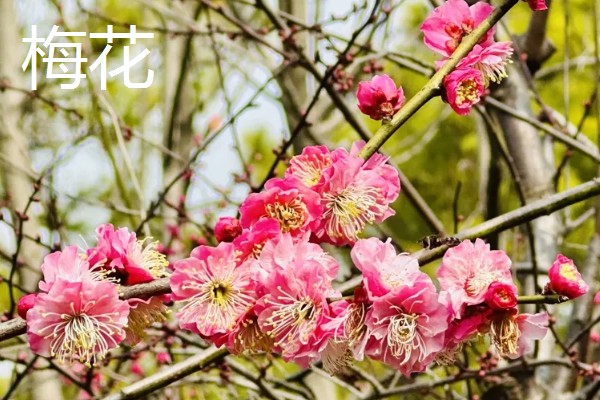 元宵节有哪些花开放，有桃花、梅花等