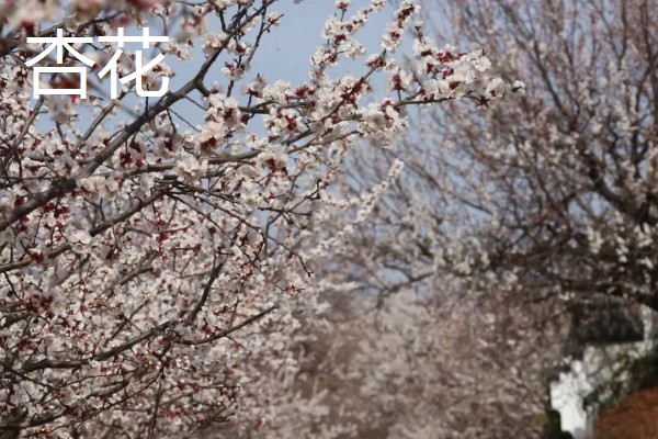 元宵节有哪些花开放，有桃花、梅花等