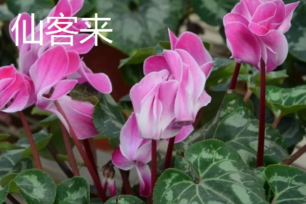 元宵节有哪些花开放，有桃花、梅花等