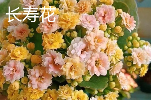元宵节有哪些花开放，有桃花、梅花等