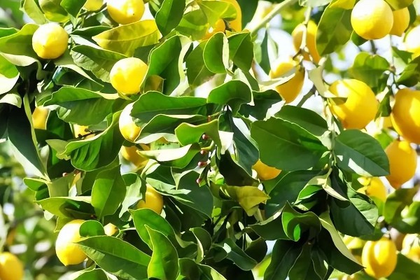 柠檬结果树如何施肥,以重施深施秋肥和采果肥为主