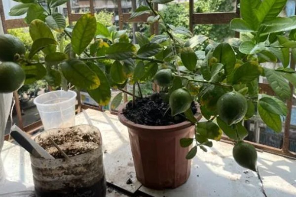 柠檬结果树如何施肥,以重施深施秋肥和采果肥为主