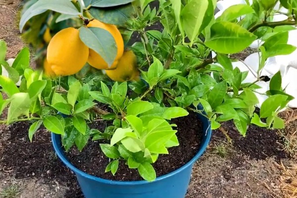 柠檬结果树如何施肥,以重施深施秋肥和采果肥为主