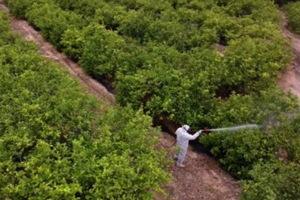 柠檬结果树如何施肥,以重施深施秋肥和采果肥为主