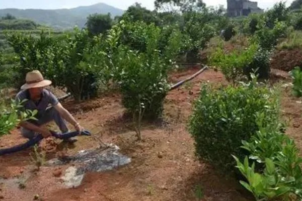 柠檬结果树如何施肥,以重施深施秋肥和采果肥为主