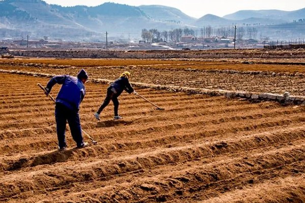 豌豆种多久才能收获，早熟种的生长周期为65-75天左右