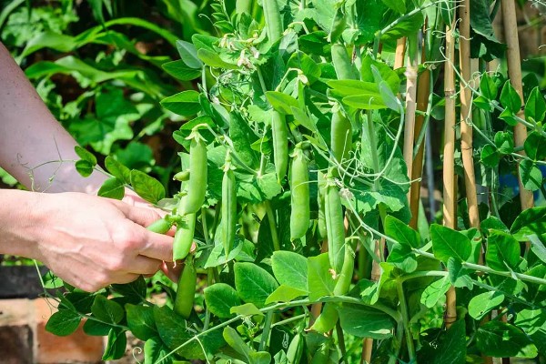 豌豆种多久才能收获，早熟种的生长周期为65-75天左右