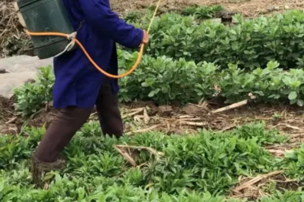 豌豆种多久才能收获，早熟种的生长周期为65-75天左右