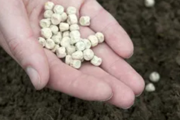 豌豆种多久才能收获，早熟种的生长周期为65-75天左右